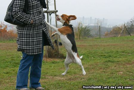 Beagle Hunde Foto 26293 in höherer Auflösung ansehen Beagle Stella will fliegen