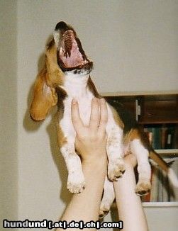 Beagle Hunde Foto 4786 Beagle