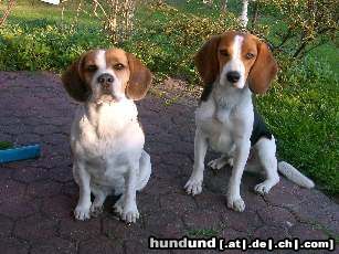 Beagle Hunde Foto 3401 Beagle Bonnie und Teddy