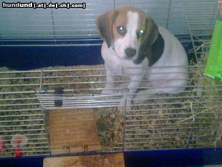Beagle chuck besucht seinen freund