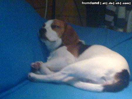 Beagle so ein hundeleben ist schon anstrengend