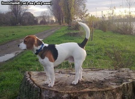 Beagle chuck am rhein