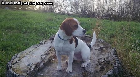 Beagle chuck am rhein 2