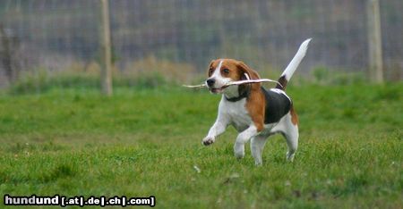 Beagle Hunde Foto 26294 in höherer Auflösung ansehen Beagle ich muss mein Stocki retten