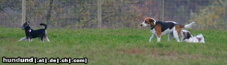 Beagle Hunde Foto 26295 in höherer Auflösung ansehen Beagle Stella mit Freunden