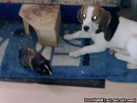 Beagle chuck und sein freund bodo das meerschwein