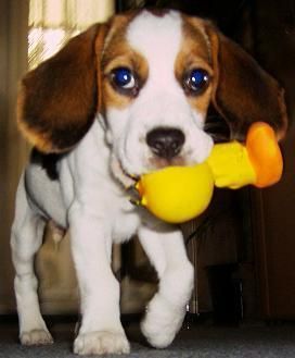 Beagle Hunde Foto 36236 in höherer Auflösung ansehen Beagle Barney 3 Monate alt