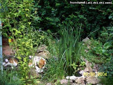 Beagle Hunde Foto 13020 Beagle Whyski, eine 10 Monate alte Hündin aus einem 8.er Wurf