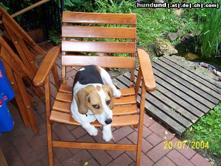 Beagle Hunde Foto 13041 Beagle