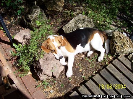 Beagle Hunde Foto 14025 Beagle Whyski