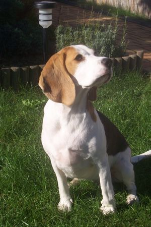 Beagle Hunde Foto 35495 in höherer Auflösung ansehen Beagle Typisch Beagle ;o)