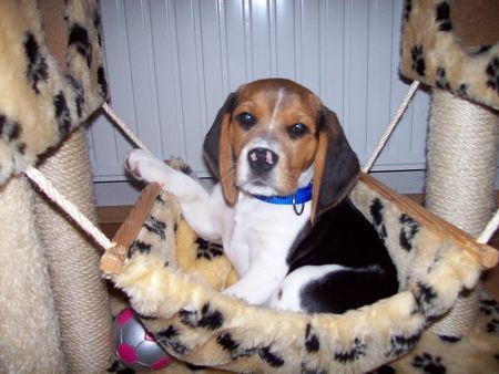 Beagle Hunde Foto 40282 in höherer Auflösung ansehen Beagle Barny im Katzenbaum
