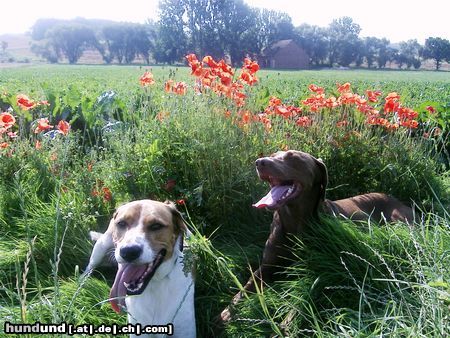 Beagle Hunde Foto 14483 Beagle Sammy mit Freund arco (Weimaraner)