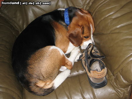 Beagle Hunde Foto 25406 in höherer Auflösung ansehen Beagle unser kleiner dieb mit seiner beute. :-)