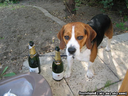 Beagle Hunde Foto 25405 in höherer Auflösung ansehen Beagle