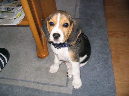 Beagle Hunde Foto 35013 in höherer Auflösung ansehen Beagle