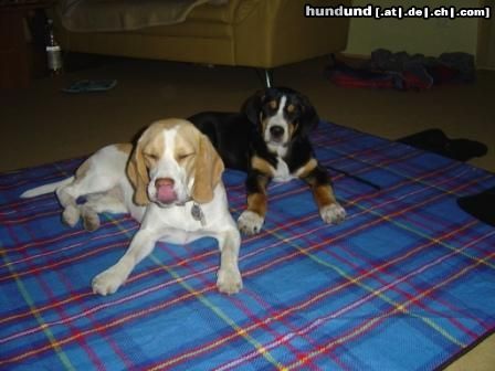 Beagle Hunde Foto 25468 Beagle