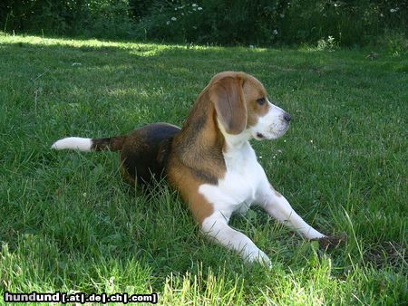 Beagle Hunde Foto 22448 Beagle Sturer Charly mal ganz lieb!!!!