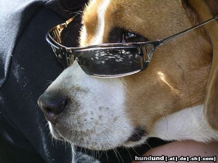 Beagle Hunde Foto 22449 Beagle Cool Charly