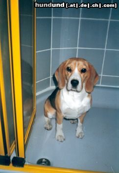 Beagle Hunde Foto 13577 Beagle Under the shower.... :)