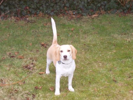 Beagle Hunde Foto 29643 Beagle Bobby im Garten