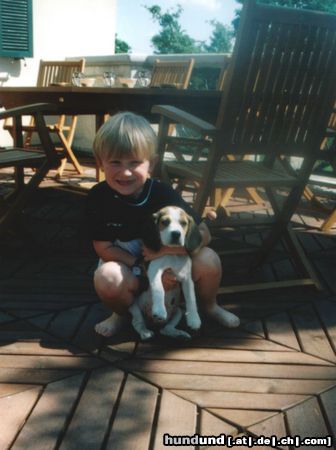 Beagle Hunde Foto 20234 in höherer Auflösung ansehen Beagle Christopher+Hektor