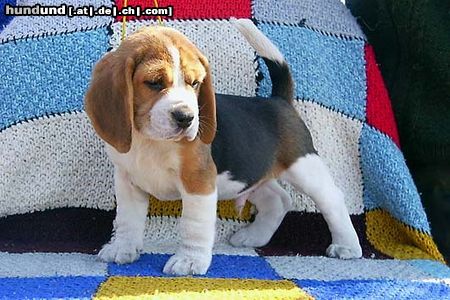 Beagle Hunde Foto 22289 in höherer Auflösung ansehen Beagle Snoopy 8 Wochen alt
