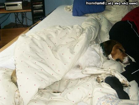 Beagle Hunde Foto 14485 Beagle Sammy am Schlafen