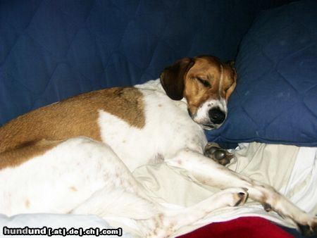 Beagle Hunde Foto 14484 Beagle Sammy am Schlafen
