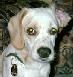 Beagle Hunde Foto 12988 Beagle Mein Amigo,ein Beagle-Mix
