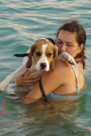 Beagle Hunde Foto 33420 Beagle Ist das nass...