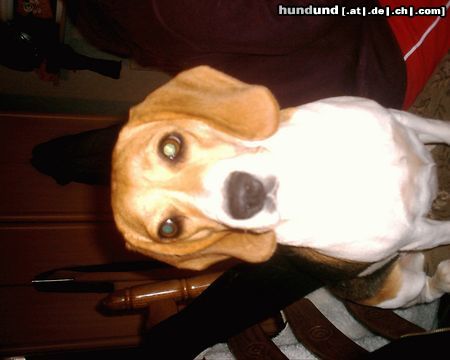 Beagle Hunde Foto 21450 Beagle Unser