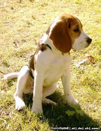 Beagle Hunde Foto 15982 in höherer Auflösung ansehen Beagle