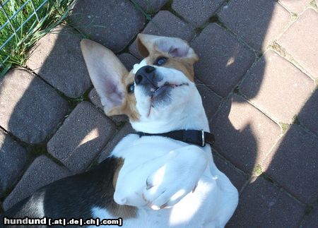 Beagle Hunde Foto 18317 Beagle Pepe spielt
