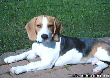 Beagle Hunde Foto 18318 Beagle PEPE