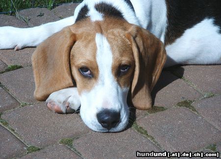 Beagle Hunde Foto 18458 Beagle Pepe