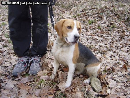Beagle Hunde Foto 22940 Beagle Leon nach der unautorisierten Jagd...
