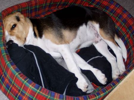 Beagle Hunde Foto 28249 Beagle Benny schachmatt