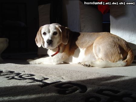 Beagle Hunde Foto 22762 Beagle In Loving Memorie - Stella