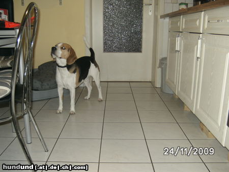 Beagle Hunde Foto 46468 Beagle relex
