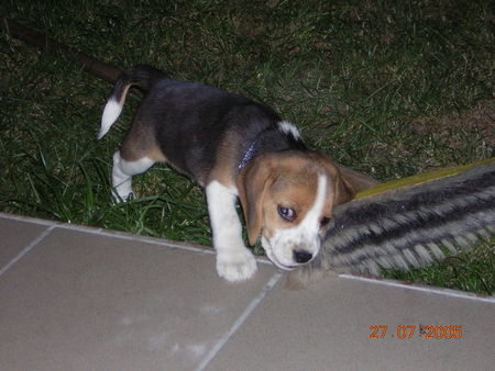 Beagle Hunde Foto 35724 Beagle