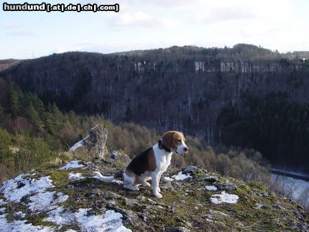 Beagle Hunde Foto 22938 Beagle meine Welt...