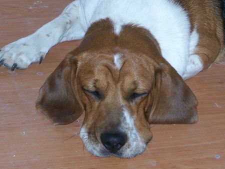 Beagle Hunde Foto 34588 Beagle