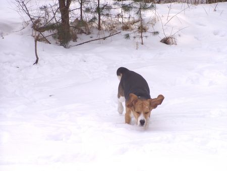 Beagle Hunde Foto 30170 Beagle