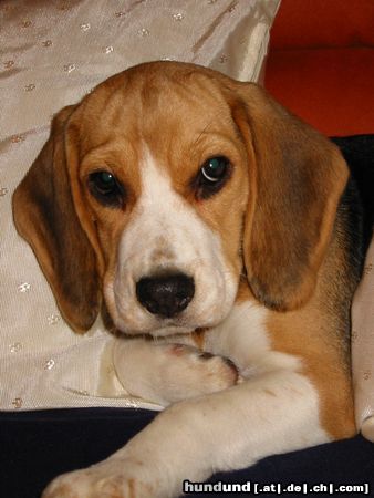 Beagle Hunde Foto 13982 Beagle yosie