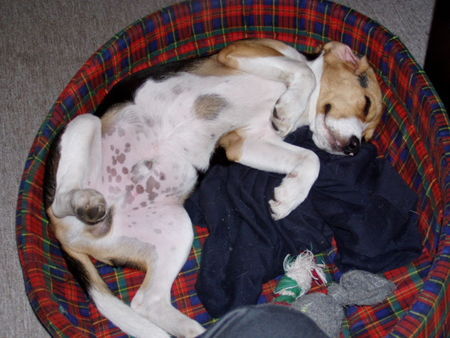 Beagle Hunde Foto 29491 Beagle Boah..bin isch fertisch...