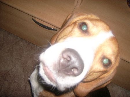Beagle Hunde Foto 28515 in höherer Auflösung ansehen Beagle mein Spike