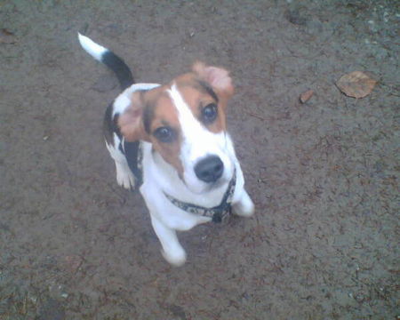 Beagle Hunde Foto 36691 Beagle Können diese Augen lügen (-: ???