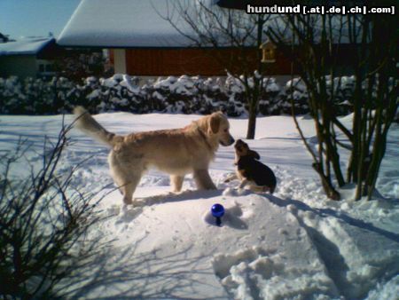 Beagle Hunde Foto 21151 in höherer Auflösung ansehen Beagle Tamira und Goldi