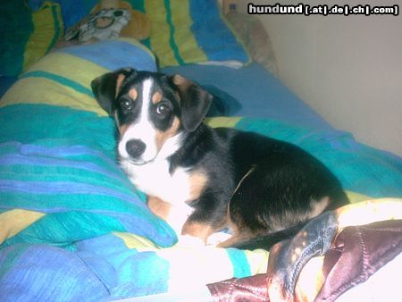 Beagle Hunde Foto 21322 Beagle Heute MaL-->LiEb